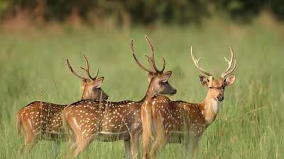 15 deer slaughtered at Ambikapur rescue center by stray dogs