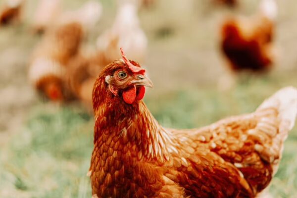 4400 chickens dead as bird flu confirmed in Bilaspur farm