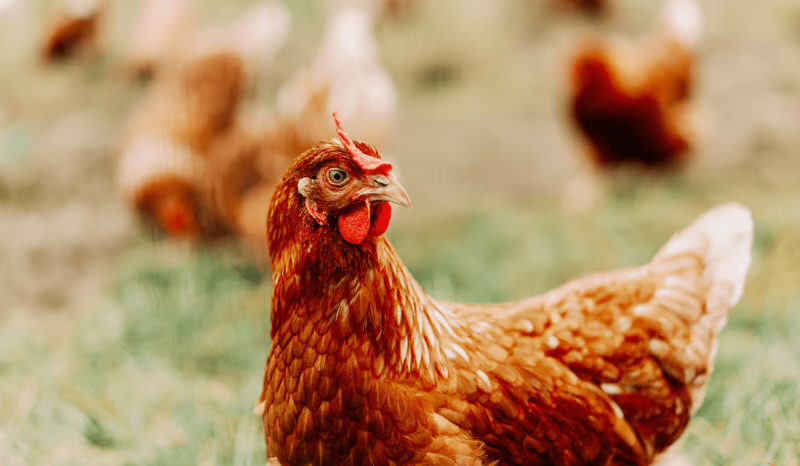 4400 chickens dead as bird flu confirmed in Bilaspur farm