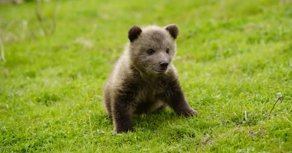 VIER PFOTEN 2025 03 25 00109 1616x846 1200x628 1