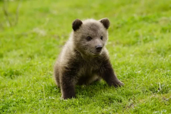 Three sloth bears dead after contact with live wire in Chhattisgarh
