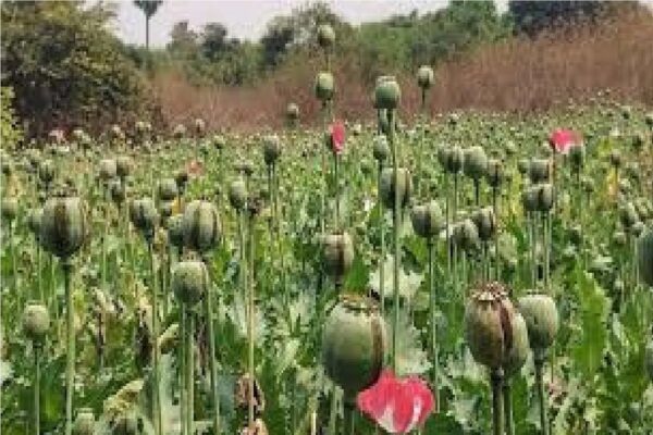 Opium cultivation uncovered for fifth time in Chhattisgarh fields