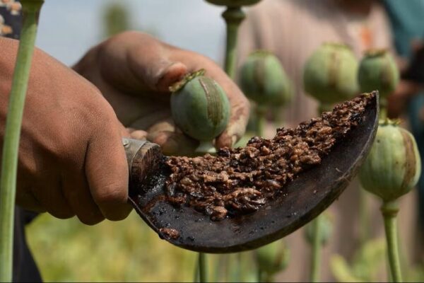 BJP Leader Exposed: Secret Opium Farm Raided in Durg