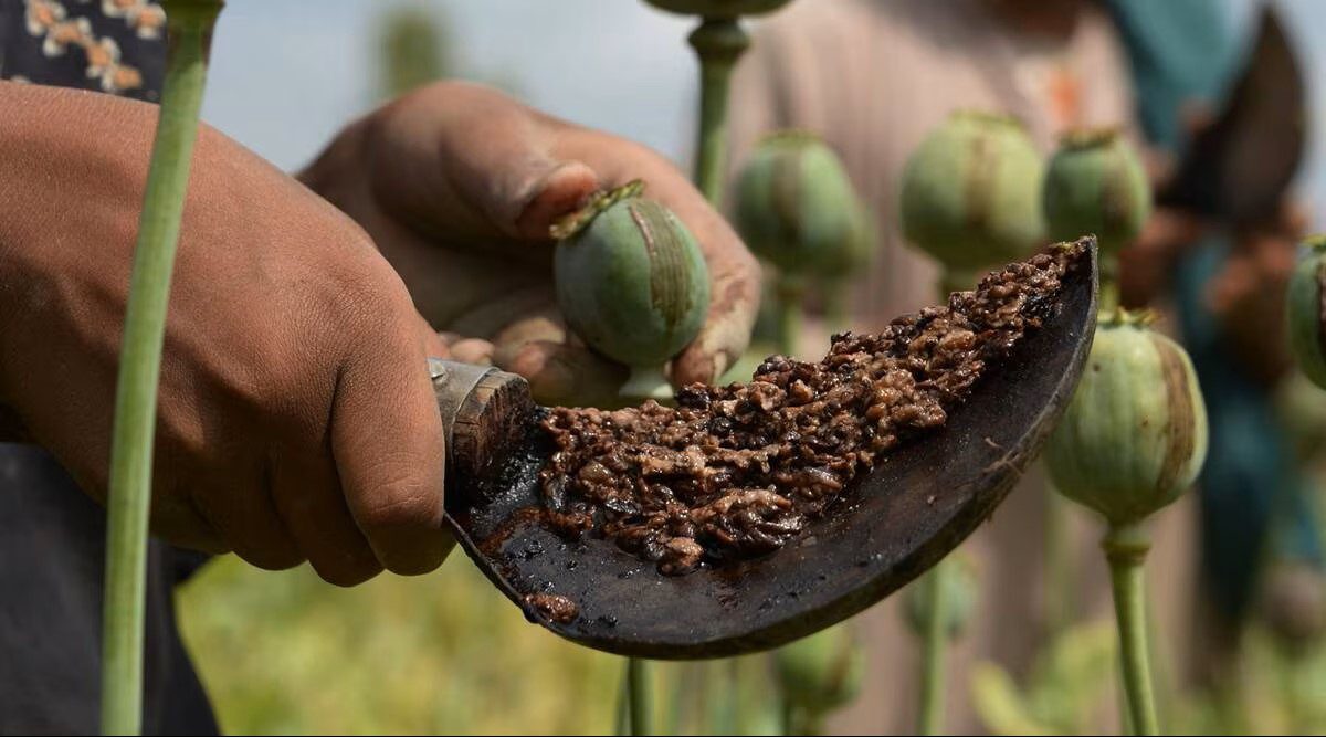 BJP Leader Exposed: Secret Opium Farm Raided in Durg