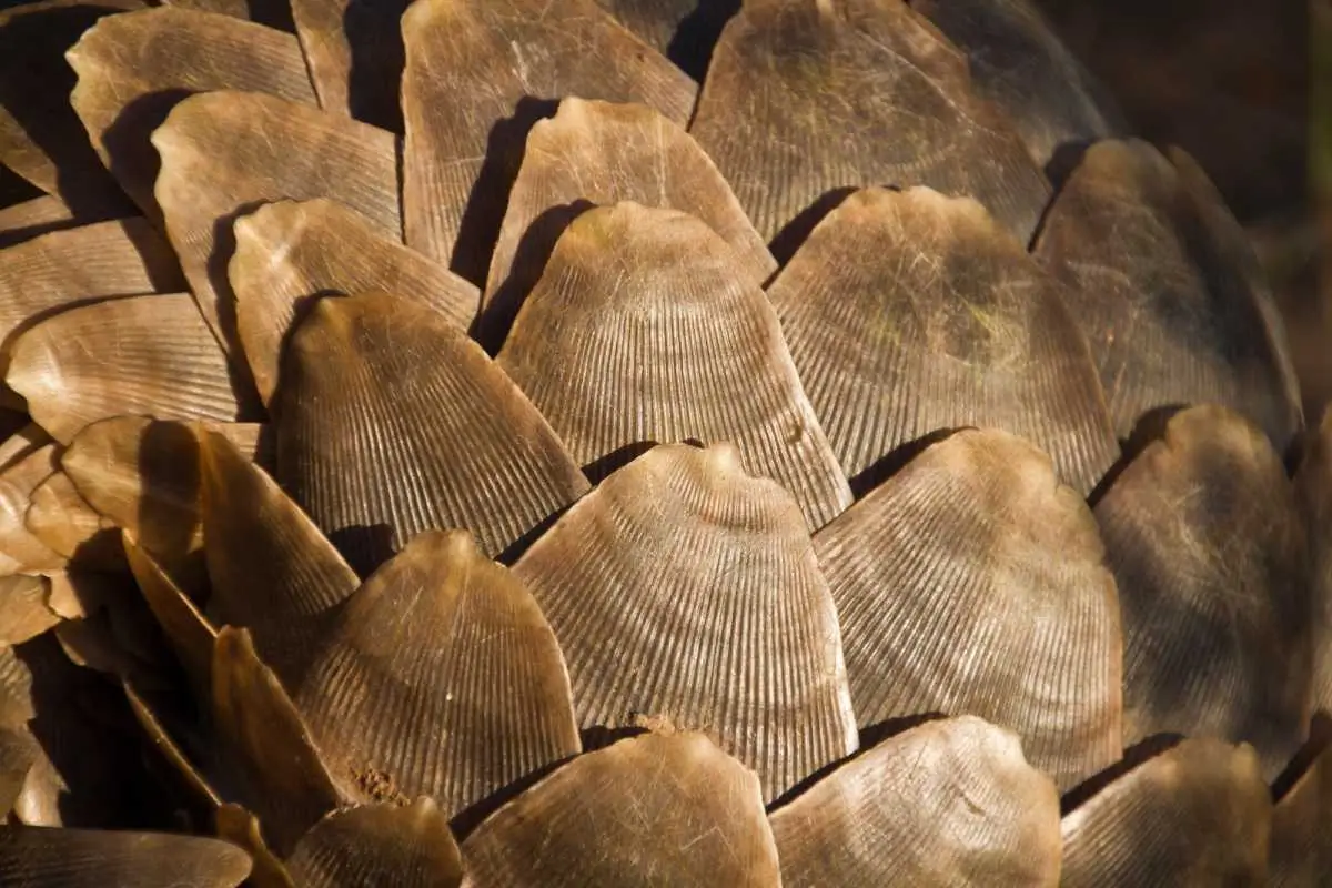 DRI Busts Pangolin Smuggling Ring in Jagdalpur, Seizes 16kg Scales