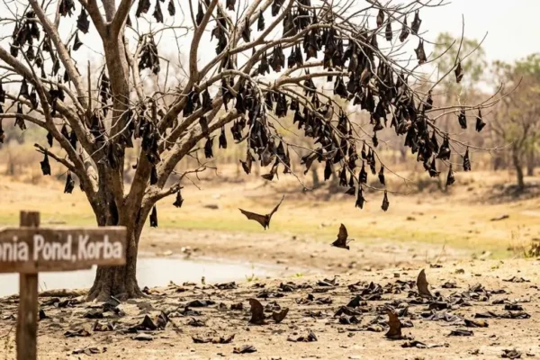 Extreme Heat Leaves Hundreds of Bats Dead at Chhattisgarh 