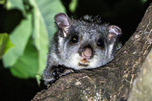 Rare squirrel sighting validates Chhattisgarh forest policies