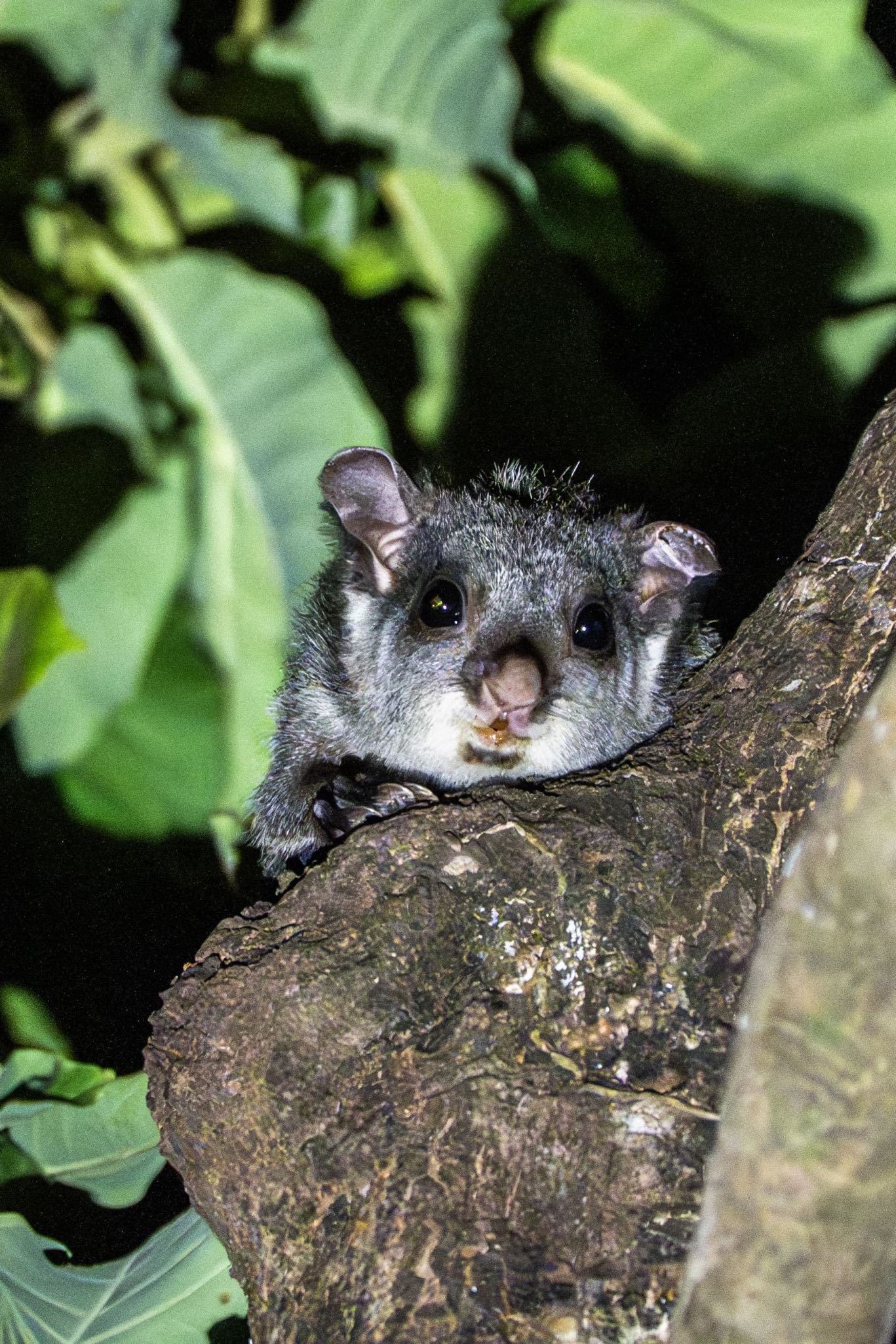 Rare squirrel sighting validates Chhattisgarh forest policies