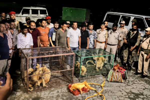 Assam Police Bust Wildlife Ring, Rescue Seven Endangered Golden Langurs