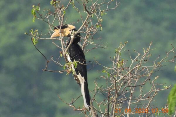 Forest Minister Shri Kedar Kashyap Flags Off 'Hornbill Safari' in Udanti-Sitanadi Tiger Reserve 4 Forest Minister Shri Kedar Kashyap Flags Off ‘Hornbill Safari’ in Udanti-Sitanadi Tiger Reserve