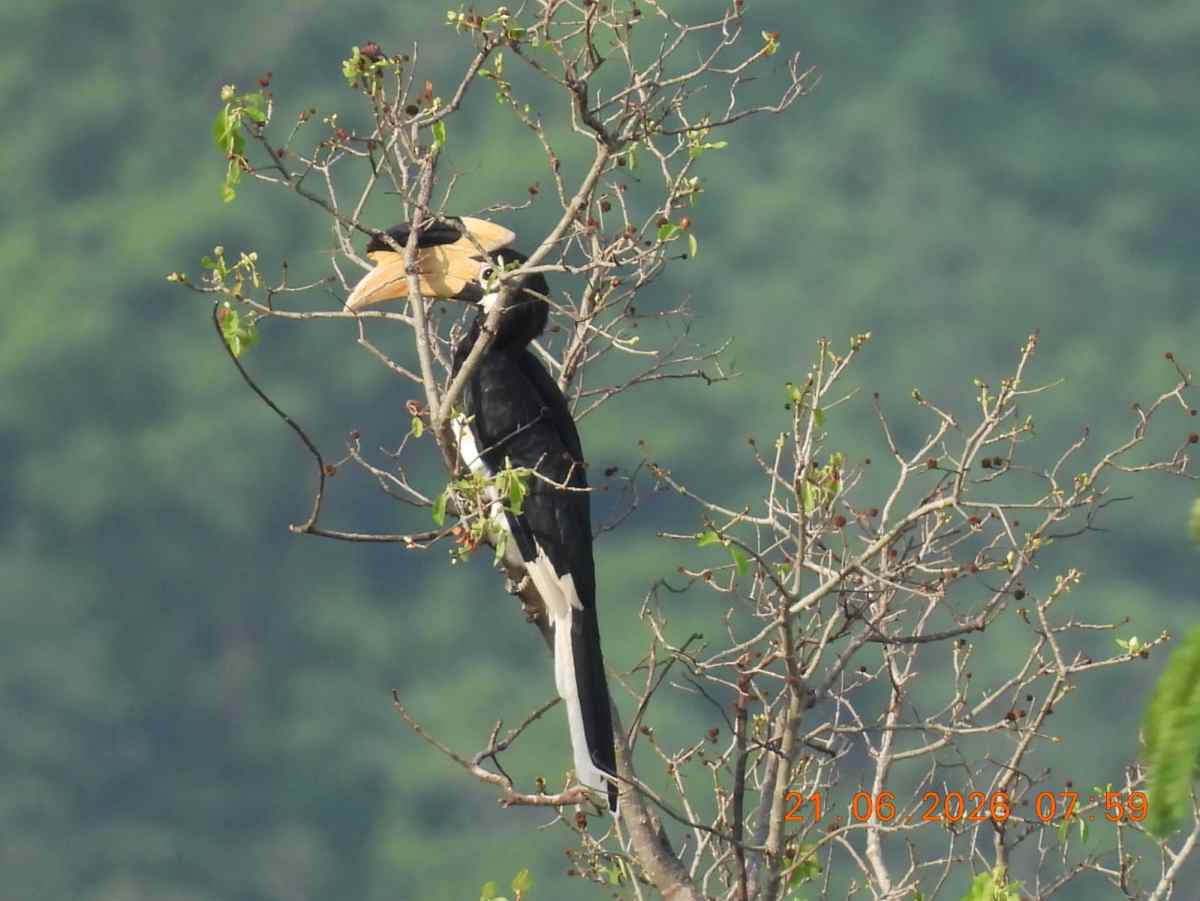 Forest Minister Shri Kedar Kashyap Flags Off ‘Hornbill Safari’ in Udanti-Sitanadi Tiger Reserve