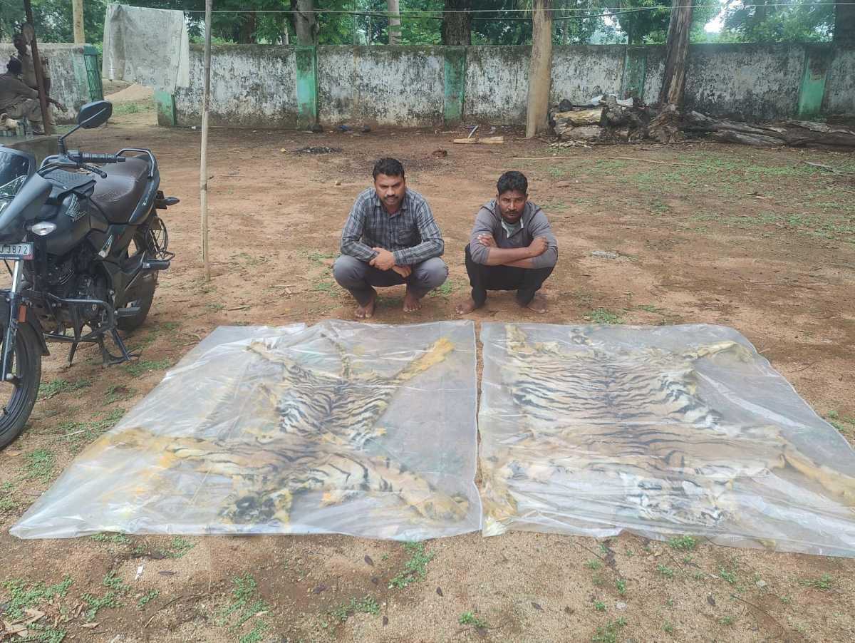 Chhattisgarh tiger skin smuggling racket busted near border