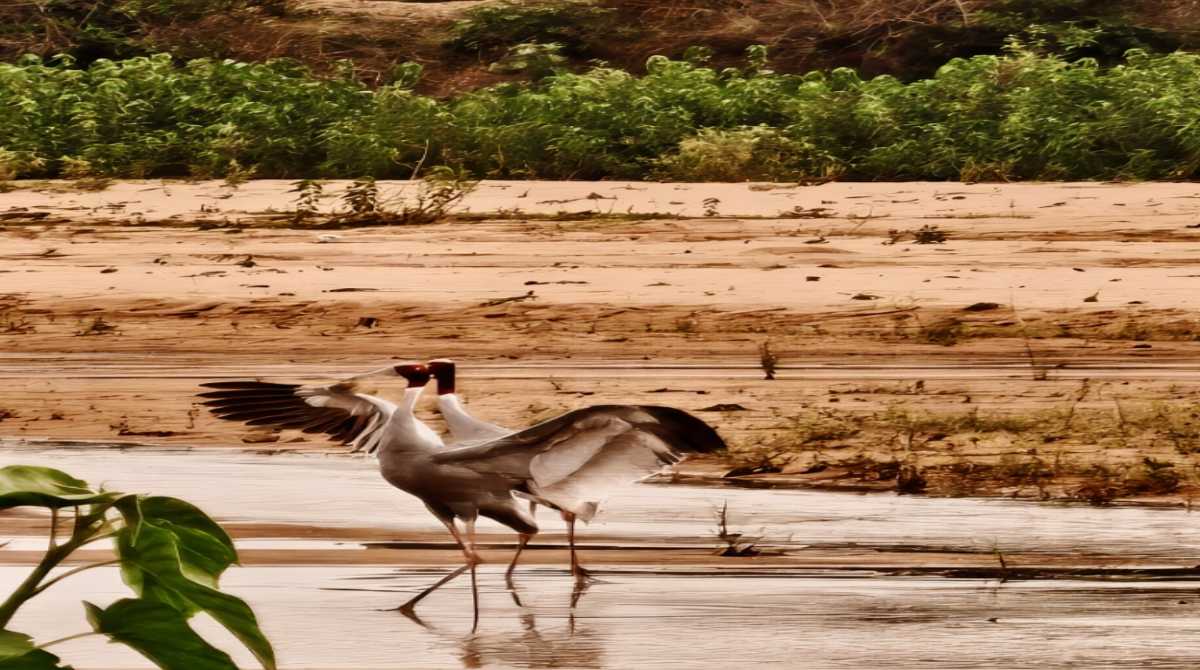 A rare Sarus Crane pair just proved Chhattisgarh’s new forest strategy actually works