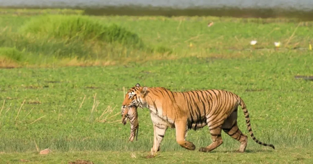 chhattisgarh tiger population increases 2025 09 11 15 41 41