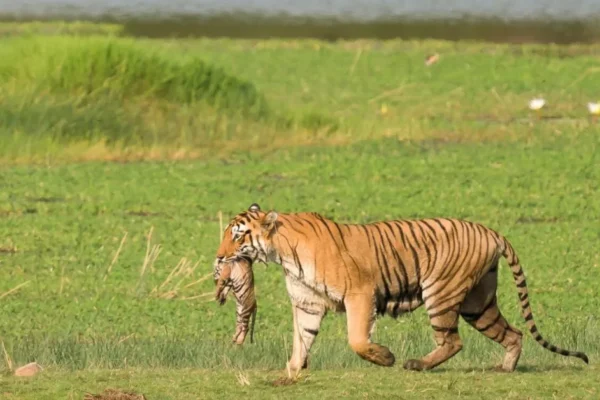 Chhattisgarh’s Tiger Population Doubles to 35 as India Marks International Tiger Day 12 Chhattisgarh’s Tiger Population Doubles to 35 as India Marks International Tiger Day