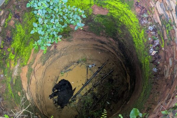 Rescue Team Escapes Wildlife Disaster in 15 Hour Bear Operation 5 Rescue Team Escapes Wildlife Disaster in 15 Hour Bear Operation