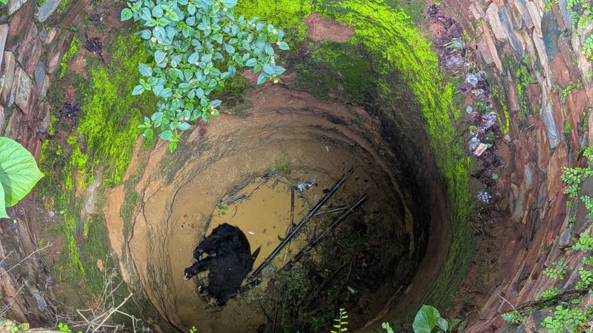Rescue Team Escapes Wildlife Disaster in 15 Hour Bear Operation 1 img 2108