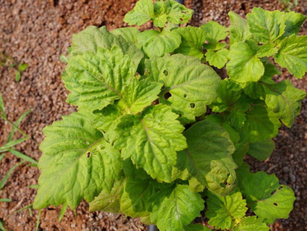 Chhattisgarh Tests Patchouli Farming to Tap Global Perfume Market 2 6ae26c9a 86c9 420f be96 24ee4ce389ff