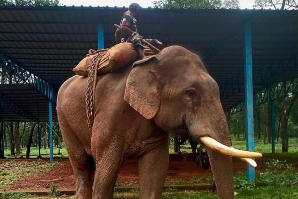 The Journey of a Rogue Elephant Becoming a 'Kumki' - 12 August Elephant Day special 1 The Journey of a Rogue Elephant Becoming a ‘Kumki’ – 12 August Elephant Day special