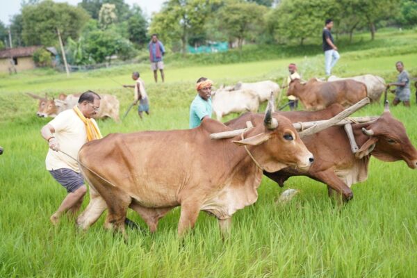 A Leader Rooted in the Soil: CM Vishnu Deo Sai Inspires Chhattisgarh by Ploughing Fields in Bagiya 1 A Leader Rooted in the Soil: CM Vishnu Deo Sai Inspires Chhattisgarh by Ploughing Fields in Bagiya