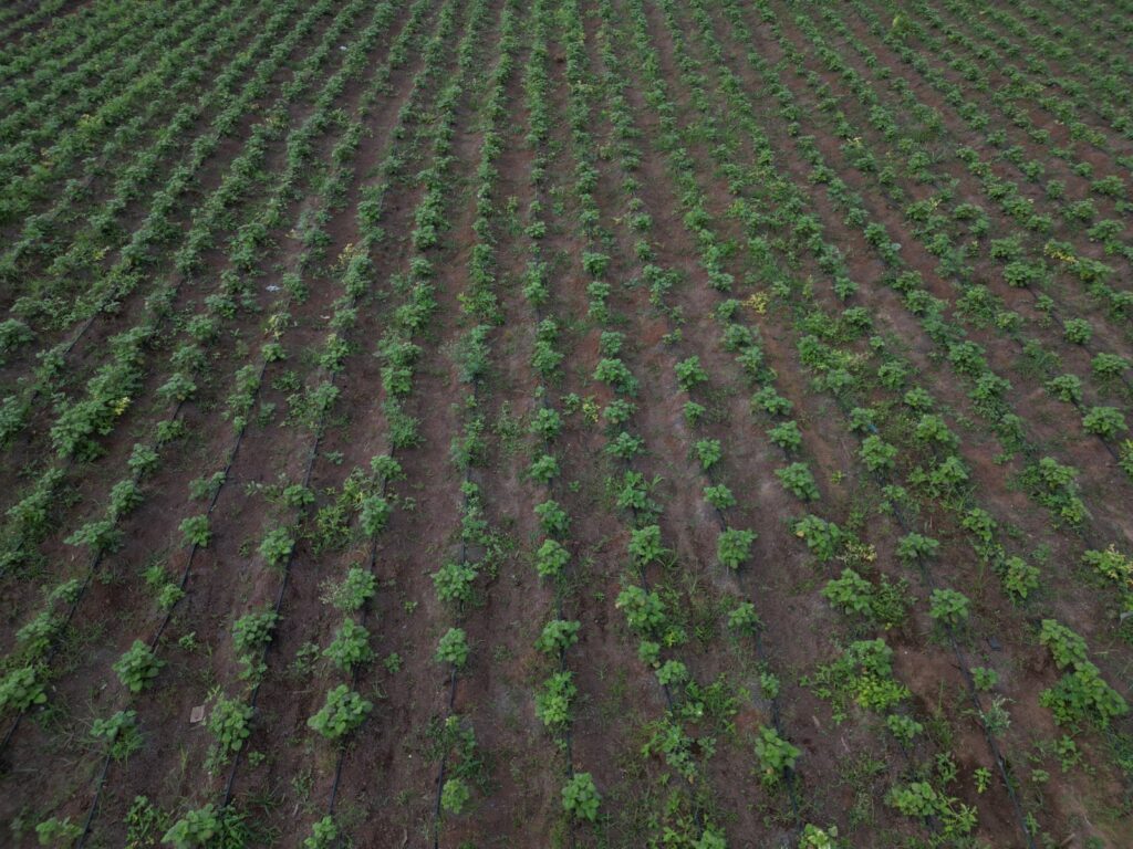 Chhattisgarh Tests Patchouli Farming to Tap Global Perfume Market 1 bd23d66c e5be 4dc9 8877 3e3c04c3d402