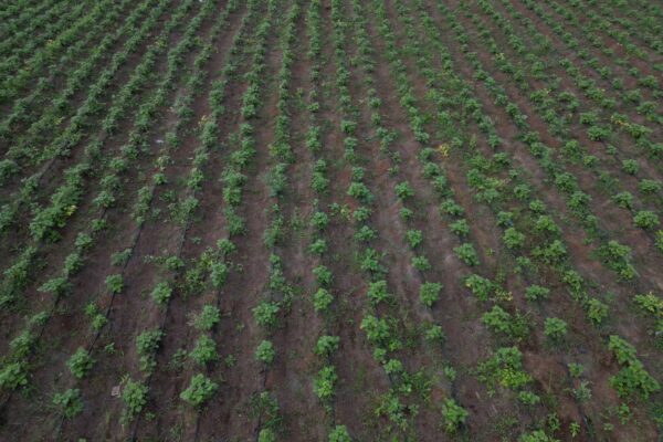 Chhattisgarh Tests Patchouli Farming to Tap Global Perfume Market 31 Chhattisgarh Tests Patchouli Farming to Tap Global Perfume Market