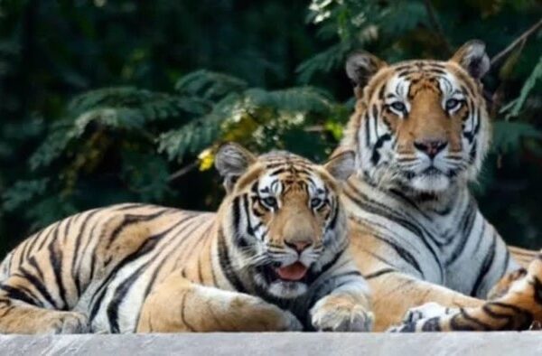 Chhattisgarh Greenlights Madhya Pradesh Tiger Transfers to Rebuild Reserves 3 Chhattisgarh Greenlights Madhya Pradesh Tiger Transfers to Rebuild Reserves