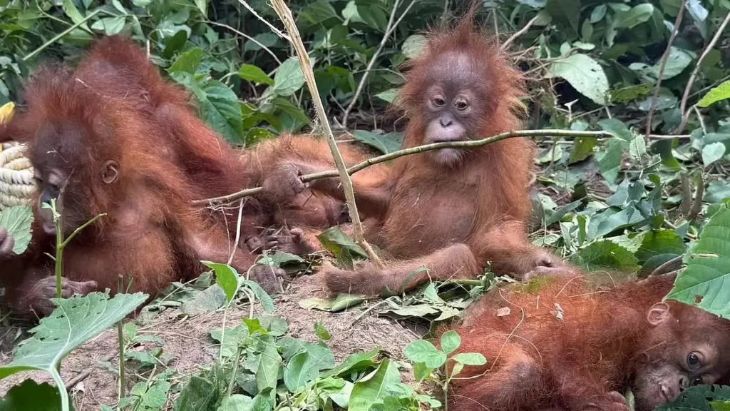 5 Baby Orangutans Rescued in Odisha: Global Smuggling Ring Suspected 1 HRrPCJzbcAAn2k3