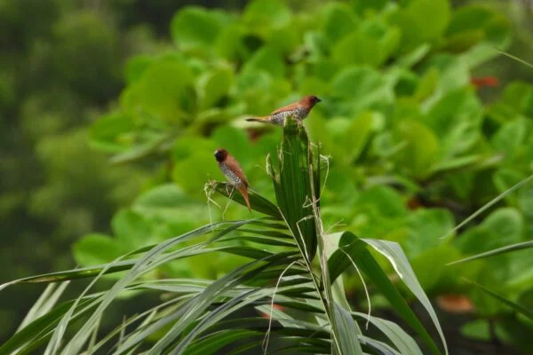 Chhattisgarh Bird Count Campaign Gathers Momentum Statewide 11 Chhattisgarh Bird Count Campaign Gathers Momentum Statewide