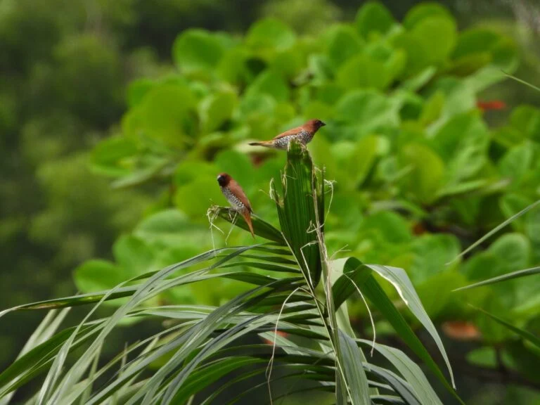 Chhattisgarh Bird Count Campaign Gathers Momentum Statewide