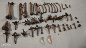 Wildlife Task Force Seizes Live Pangolins and Tiger Bones in Border Raid