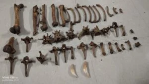 Wildlife Task Force Seizes Live Pangolins and Tiger Bones in Border Raid