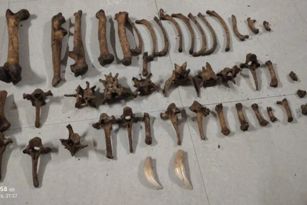 Wildlife Task Force Seizes Live Pangolins and Tiger Bones in Border Raid 4 Wildlife Task Force Seizes Live Pangolins and Tiger Bones in Border Raid