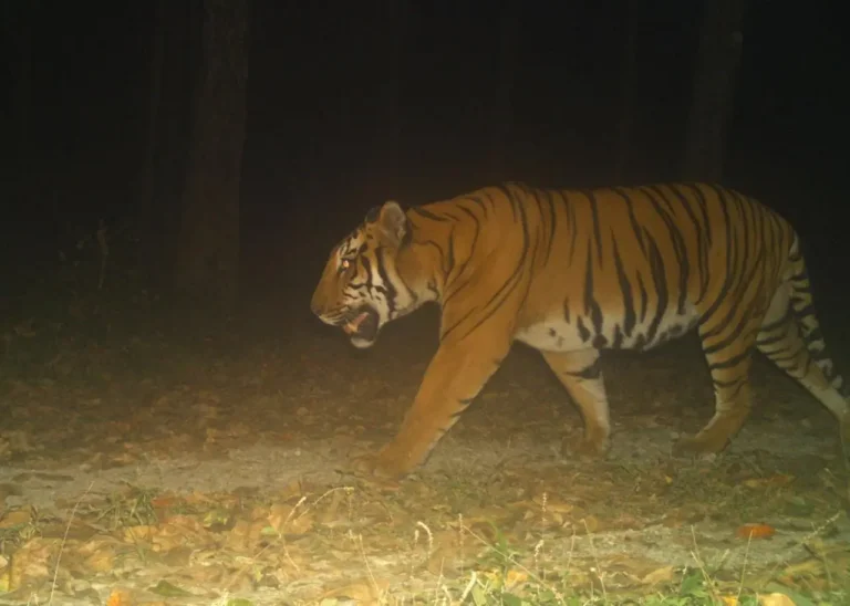 Inside the High-Stakes Plan to Resurrect Buxa’s Lost Tigers